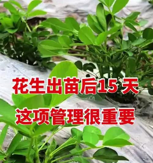 花生五月底播种后何时可以收获？