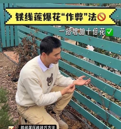铁线莲根部冒芽是否正常？如何正确养护？