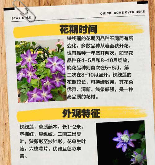 铁线莲根部冒芽是否正常？如何正确养护？