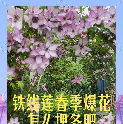 铁线莲根部冒芽是否正常？如何正确养护？