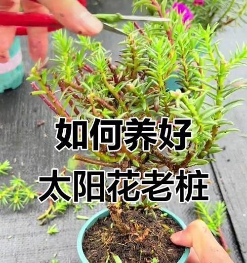 大叶太阳花盆景养护方法是什么？