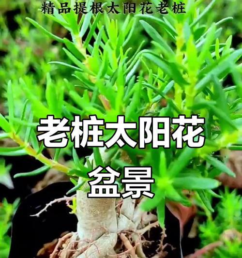 大叶太阳花盆景养护方法是什么？