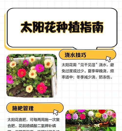 阳台种植太阳花应该选择哪种土壤？