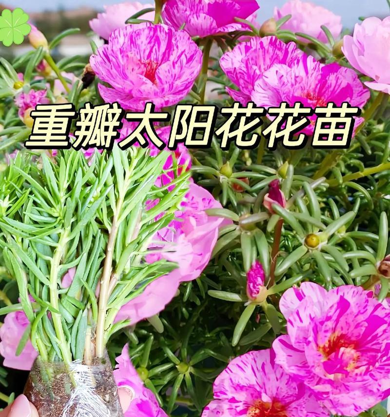 阳台种植太阳花应该选择哪种土壤？