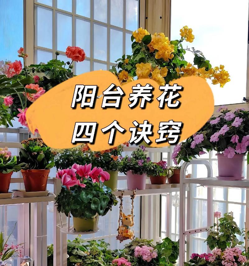 夏季阳台适合种植哪些花卉？