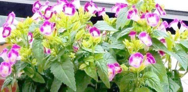夏季阳台适合种植哪些花卉？