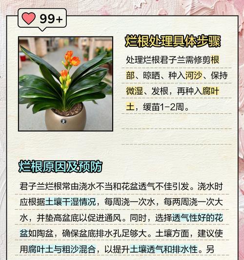 君子兰生长不规整如何纠正？有哪些方法？