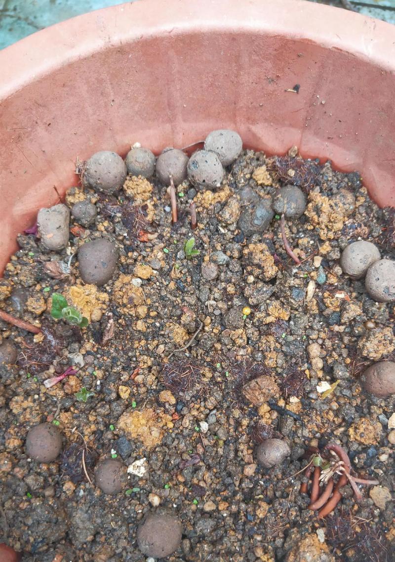 铁线莲种根的正确种植方法是什么？