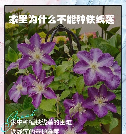 铁线莲种根的正确种植方法是什么？