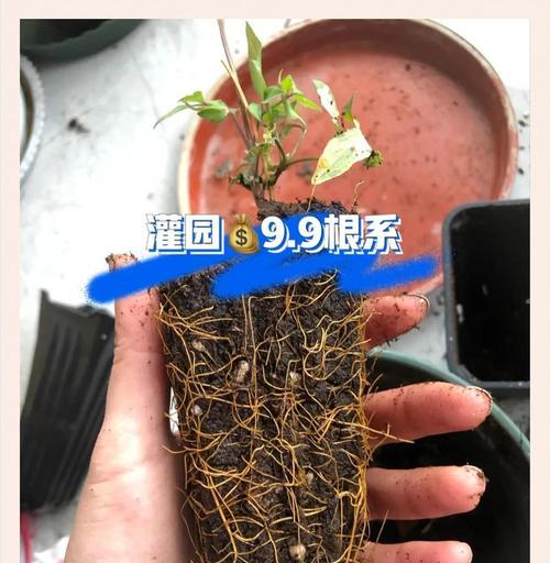 铁线莲种根的正确种植方法是什么？