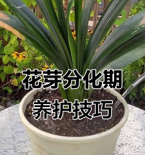 君子兰如何培养才能长出侧芽？