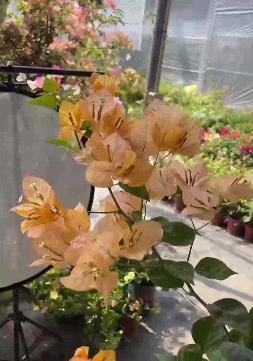 君子兰如何培养才能长出侧芽？