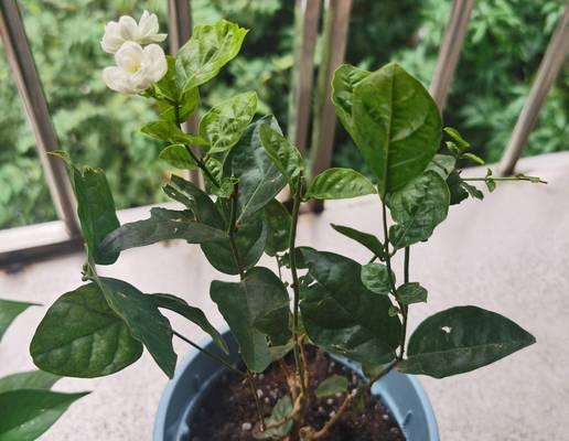 茉莉色君子兰的养殖技巧有哪些？