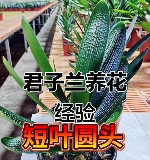 茉莉色君子兰的养殖技巧有哪些？