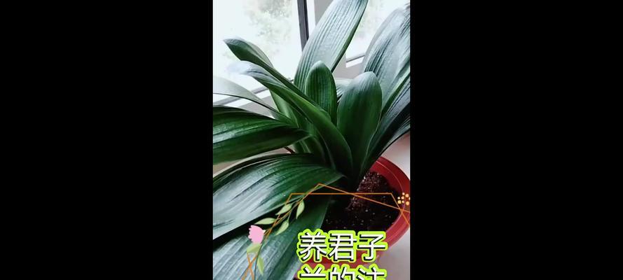 茉莉色君子兰的养殖技巧有哪些？