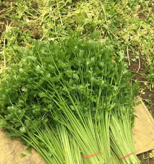 芹菜遮阳网栽培的关键技术要点是什么？