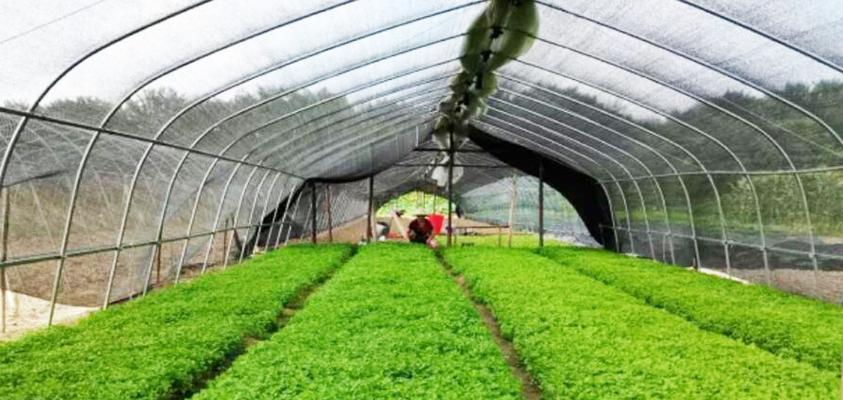 芹菜遮阳网栽培的关键技术要点是什么？