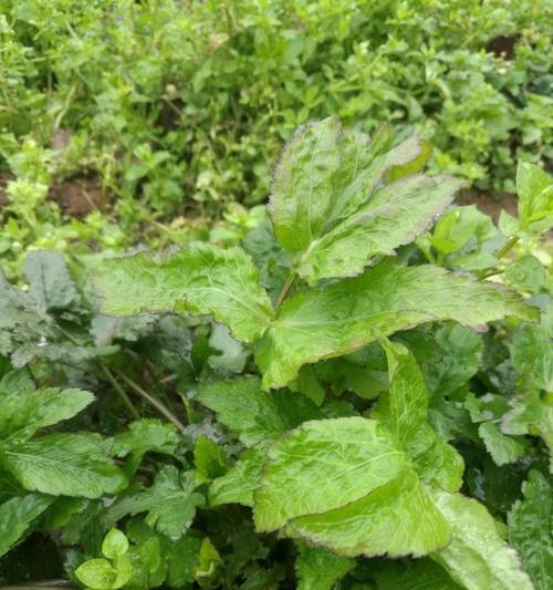 芹菜遮阳网栽培的关键技术要点是什么？