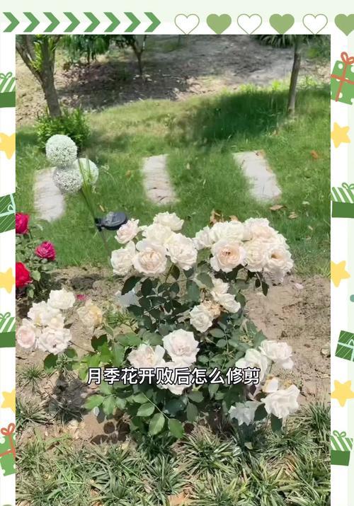 月季如何促进底笋的生长？