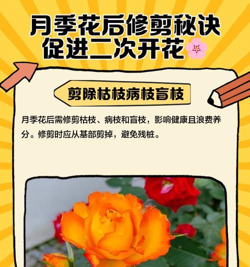 月季如何促进底笋的生长？