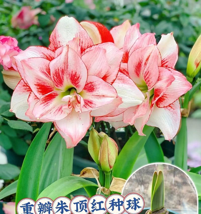 朱顶红神奇花苞的颜色有何特别之处？
