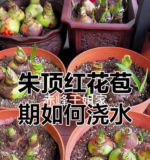 朱顶红神奇花苞的颜色有何特别之处？