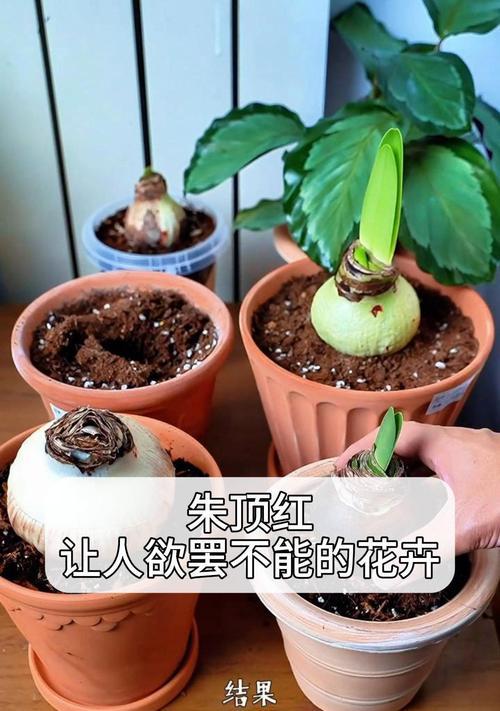 朱顶红神奇花苞的颜色有何特别之处？
