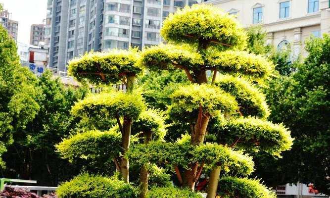 金叶榆盆景的造型方法是什么？