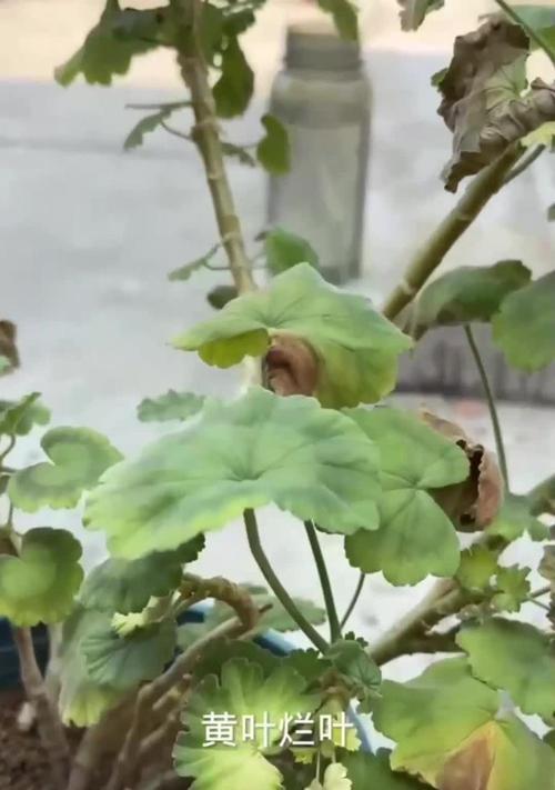 天竺葵开花后如何修剪？修剪的最佳时机和方法是什么？