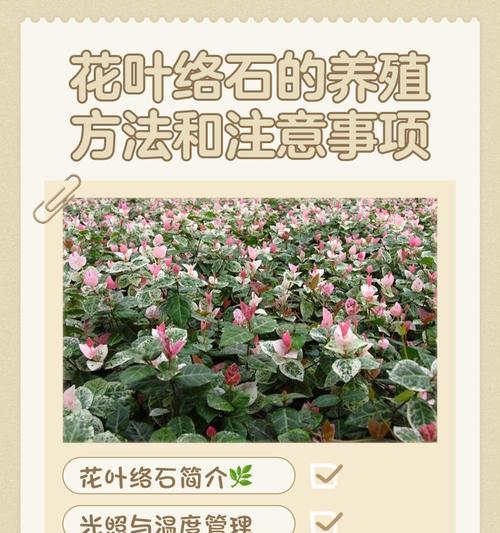 养花草有哪些实用技巧和方法？