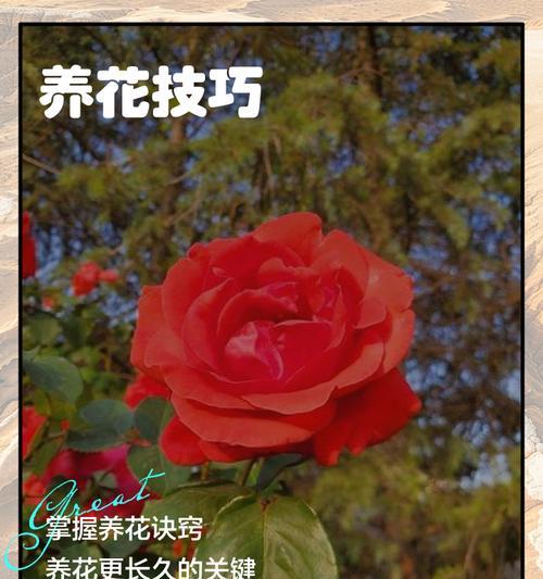 养花草有哪些实用技巧和方法？