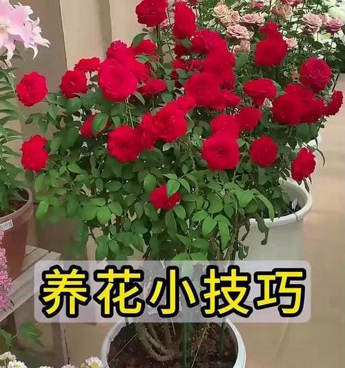 养花草有哪些实用技巧和方法？