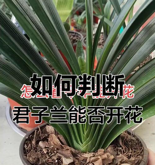 如何判断君子兰的花色是否丰富？