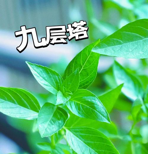 植物类香草有哪些品种的？各自的特性是什么？