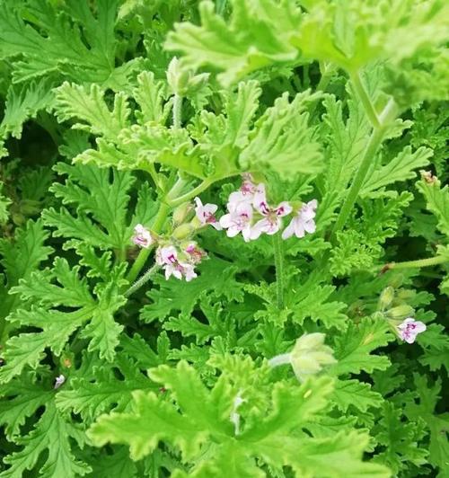 植物类香草有哪些品种的？各自的特性是什么？