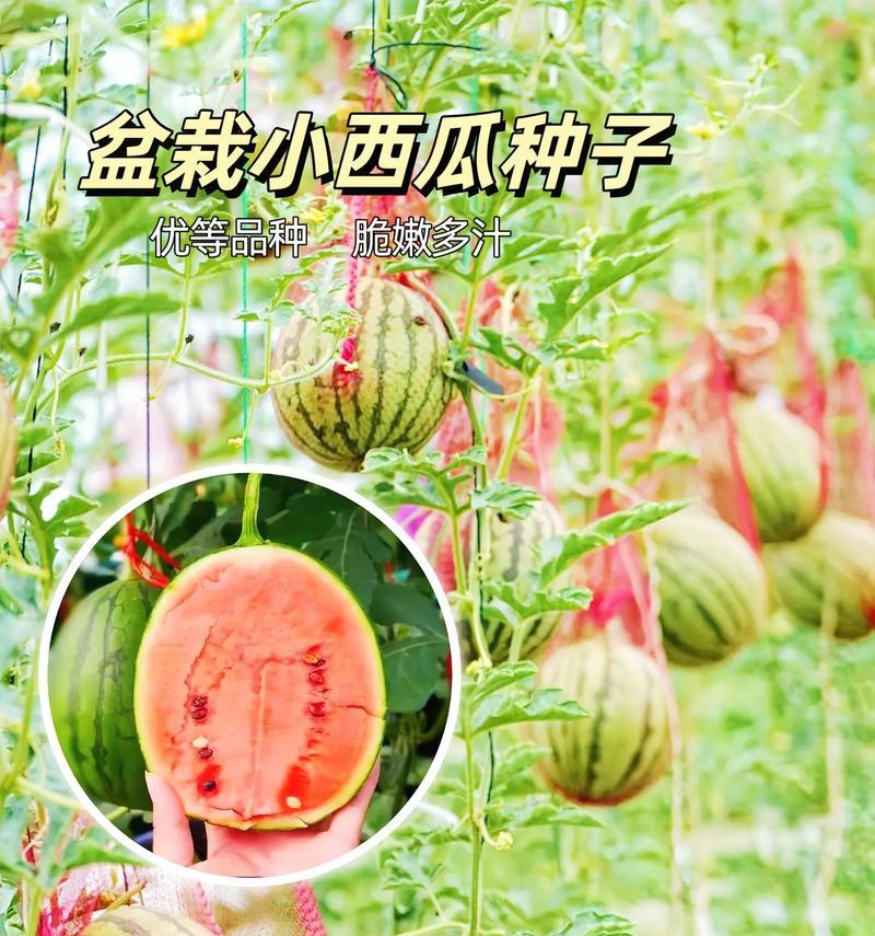 西瓜无土栽培技术有哪些？如何实现西瓜的无土栽培？
