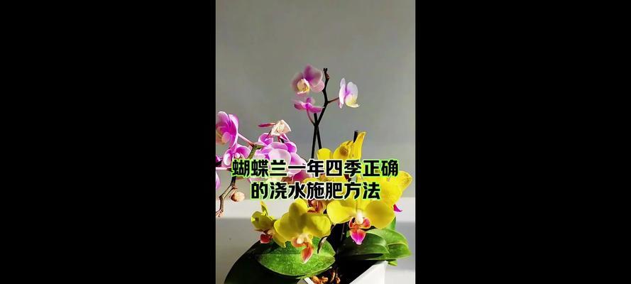 如何施肥延长蝴蝶兰花期？
