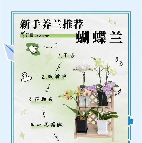 如何施肥延长蝴蝶兰花期？
