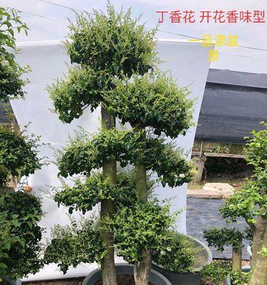 丁香老桩盆景的制作步骤是什么？