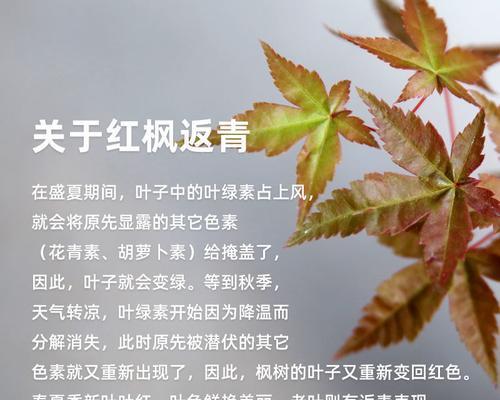 丁香老桩盆景的制作步骤是什么？