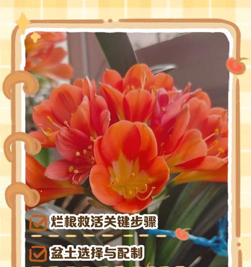 君子兰树皮腐烂叶片如何处理？
