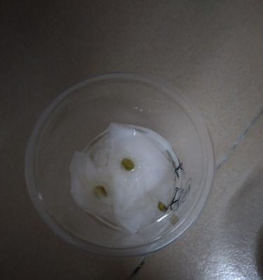 绿豆天竺葵种子如何种植？播种步骤是什么？