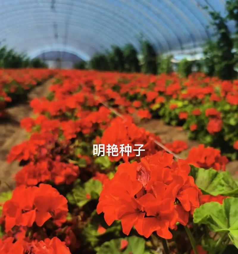 绿豆天竺葵种子如何种植？播种步骤是什么？
