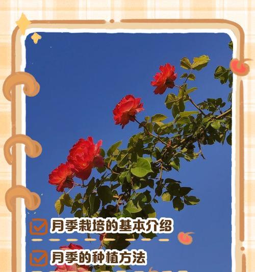 月季种植工具的正确使用方法是什么？