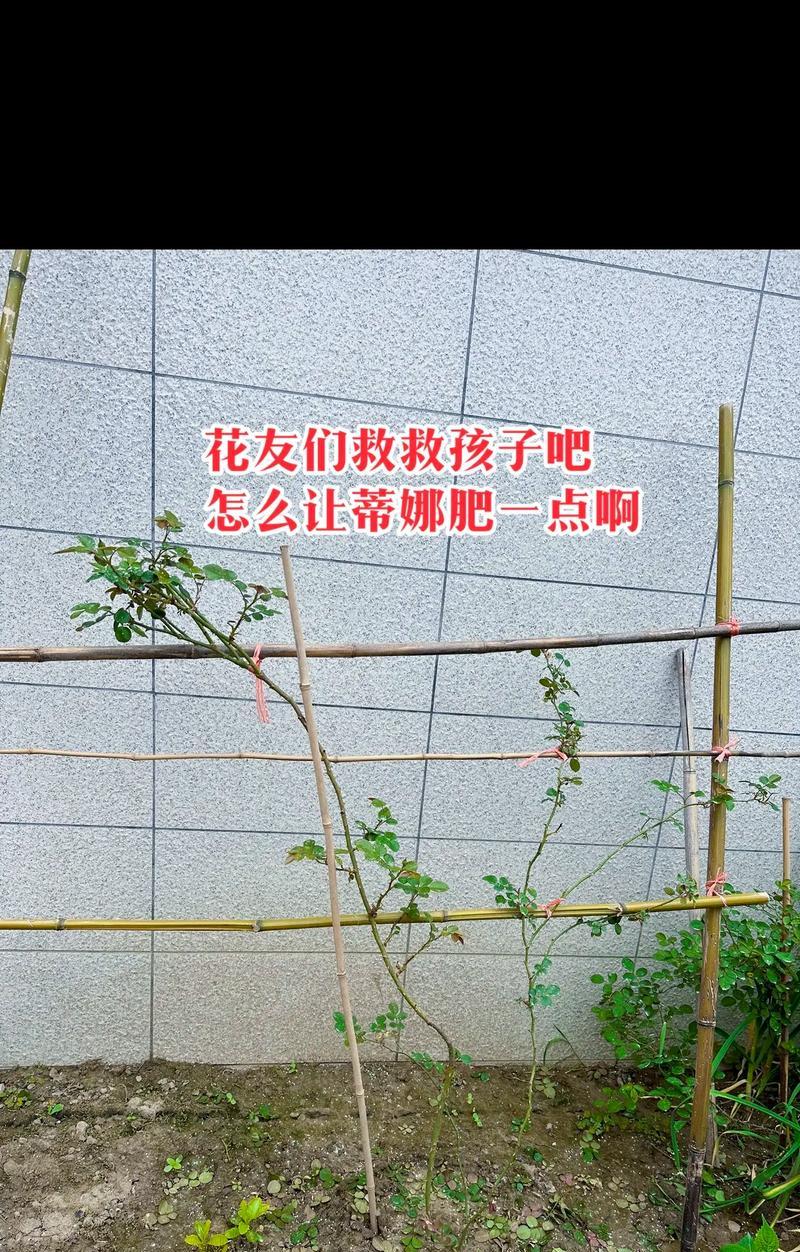 月季种植工具的正确使用方法是什么？
