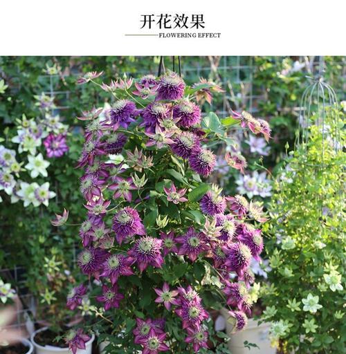 铁线莲苗大苗的正确养护方法是什么？