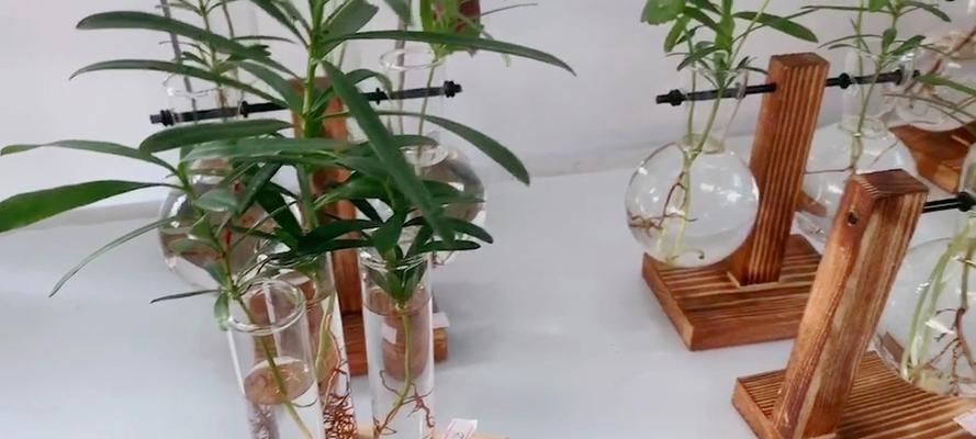 盆景滤水盆垫的使用方法是什么？