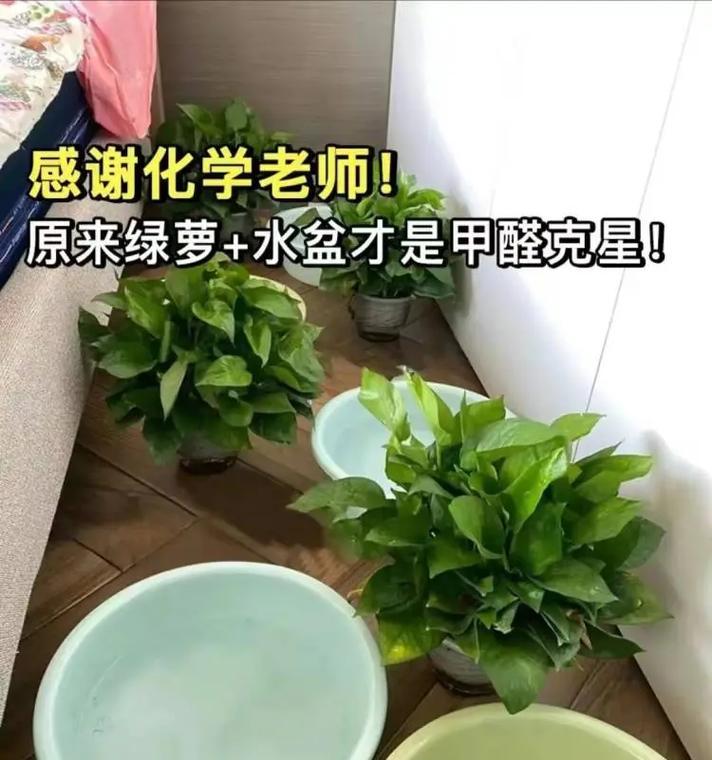 盆景滤水盆垫的使用方法是什么？