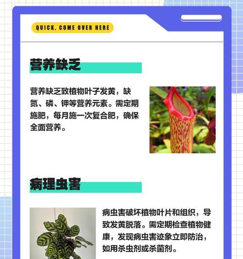 牡丹顶端叶子发黄的原因是什么？