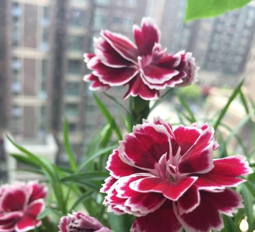 家里阳台适合养哪些花，既吉利又美观？